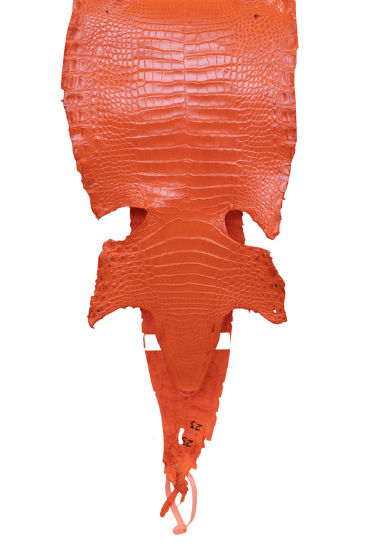 22 cm Grade 3/4 Orange Millennium Farm American Alligator Leather - Tag: FL21-0025054