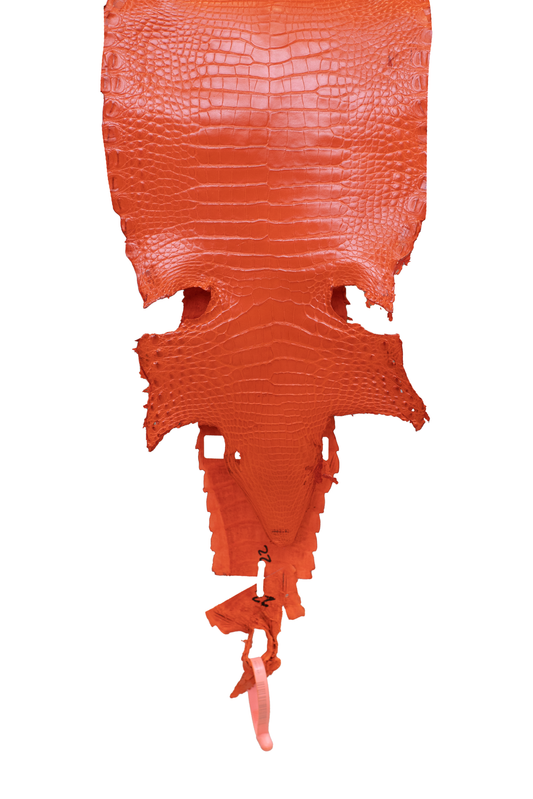 23 cm Grade 3/4 Orange Millennium Farm American Alligator Leather - Tag: FL21-0025073