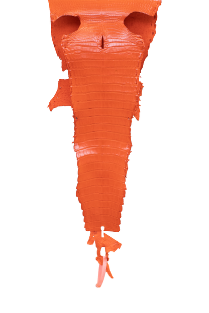 23 cm Grade 3/4 Orange Millennium Farm American Alligator Leather - Tag: FL21-0025073