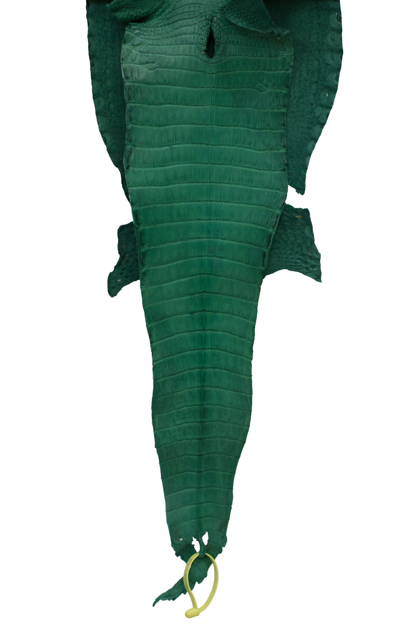 27 cm Grade 4/5 Kelly Green Matte Farm Raised American Alligator Leather - Tag: FL22-0030032