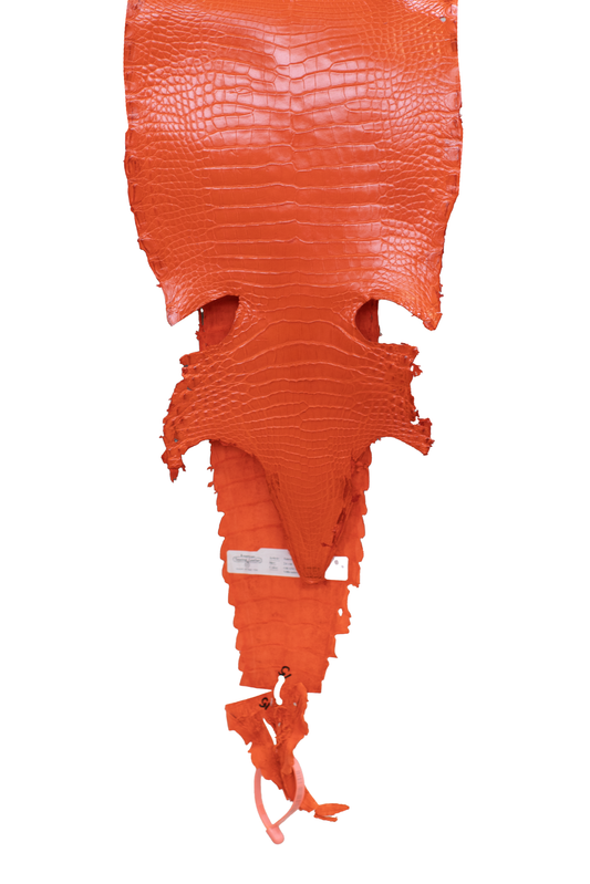 24 cm Grade 3/4 Orange Millennium Farm American Alligator Leather - Tag: FL22-0030093