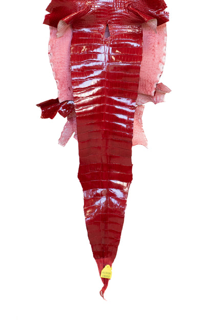 41 cm Grade 1/2 Red Glazed Wild American Alligator Leather - Tag: LA13-0030096