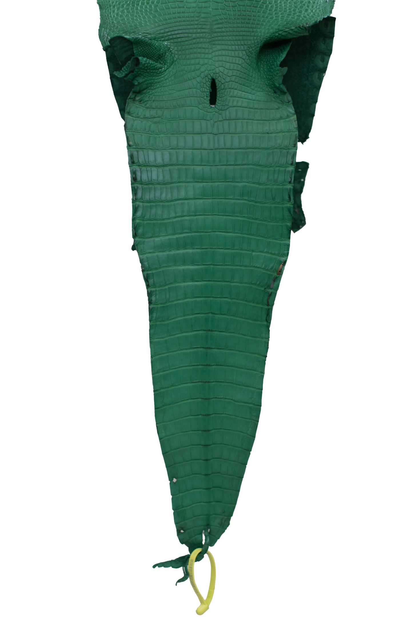 26 cm Grade 2/3 Kelly Green Matte Farm Raised American Alligator Leather - Tag: FL22-0030192