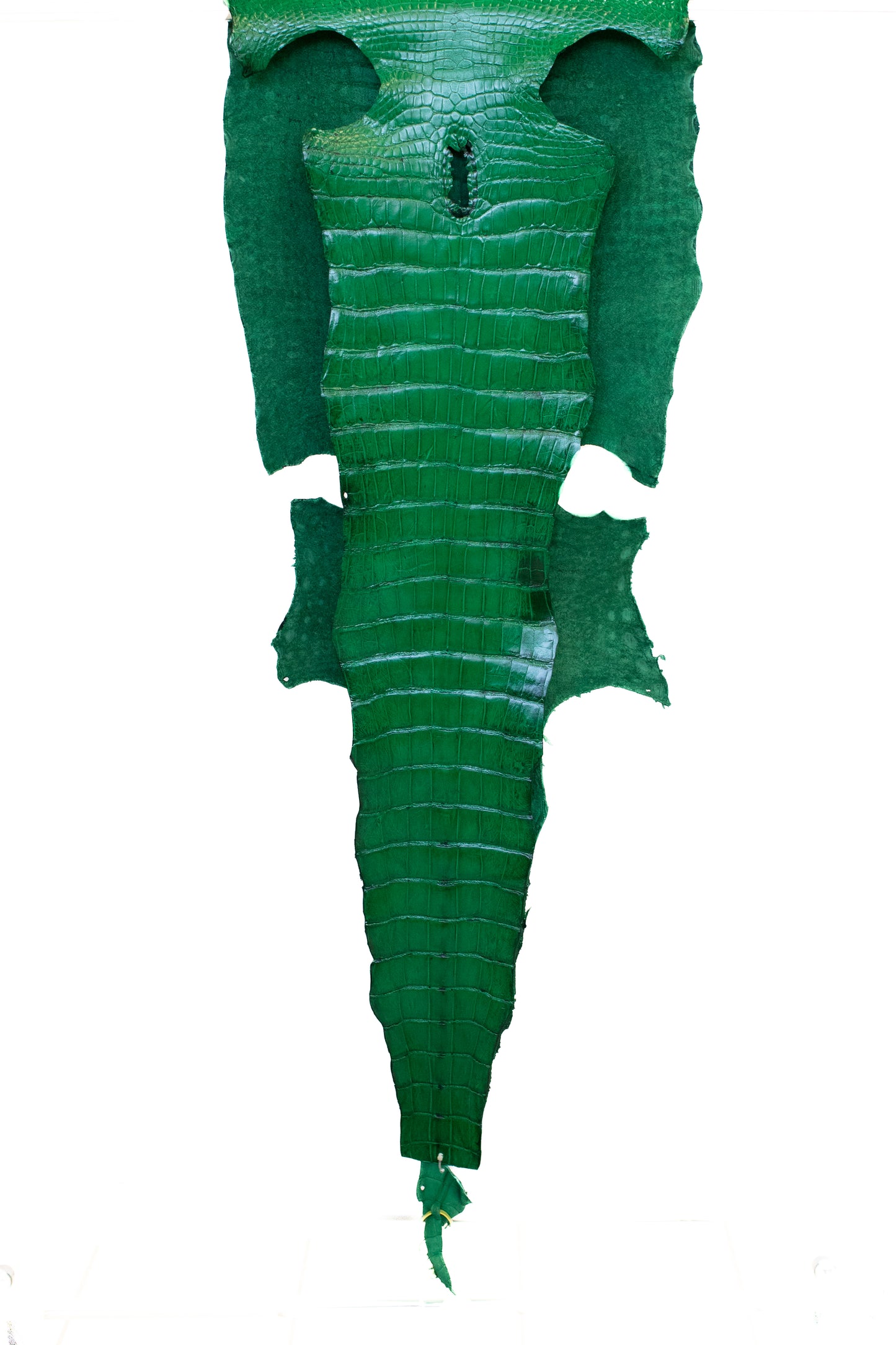 50 cm Grade 4/5 Libra Green Millennium Wild American Alligator Leather - Tag: LA22-0031255