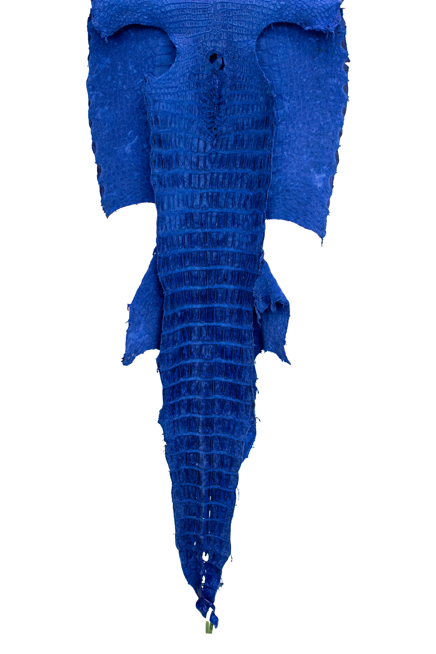 63 cm Grade 2/3 Navy Blue Nubuck Wild American Alligator Leather - Tag: FL22-0034148