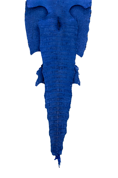 58 cm Grade 3/4 Navy Blue Nubuck Wild American Alligator Leather - Tag: FL22-0034149
