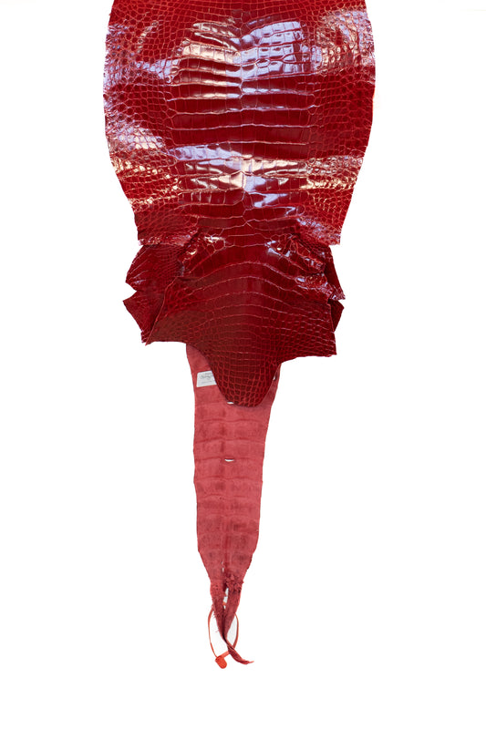 31 cm Grade 1 Red Glazed Wild American Alligator Leather - Tag: LA16-0037588