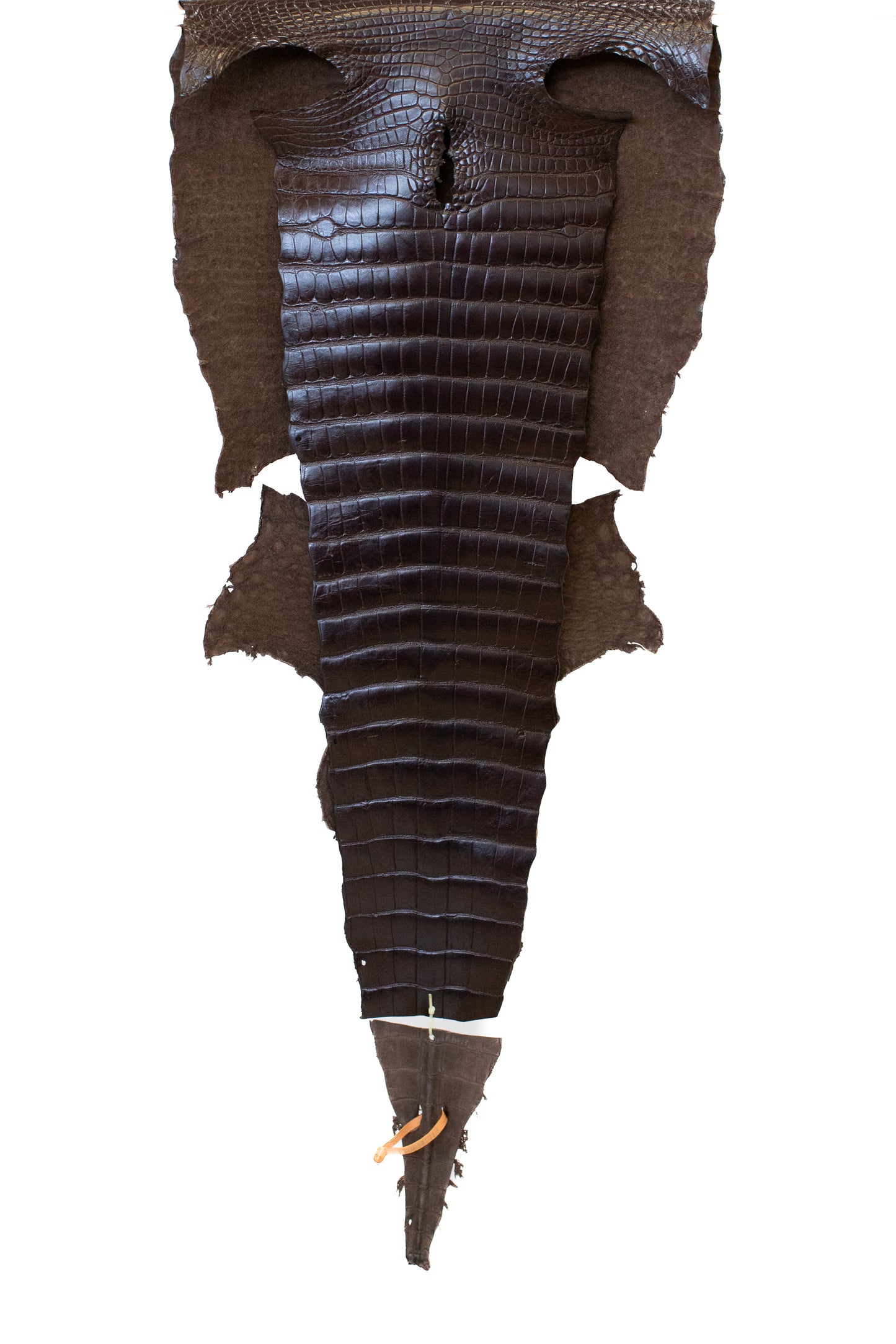 52 cm Grade 2/3 RL Chocolate Millennium Wild American Alligator Leather - Tag: LA18-0053839