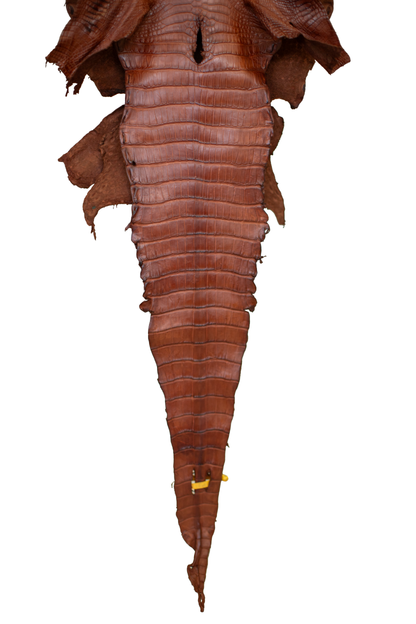 38 cm Grade 2/3 MS Cognac Matte Wild American Alligator Leather - Tag: LA22-0020977