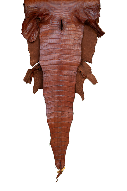 49 cm Grade 3/4 MS Cognac Matte Wild American Alligator Leather - Tag: LA23-0005151