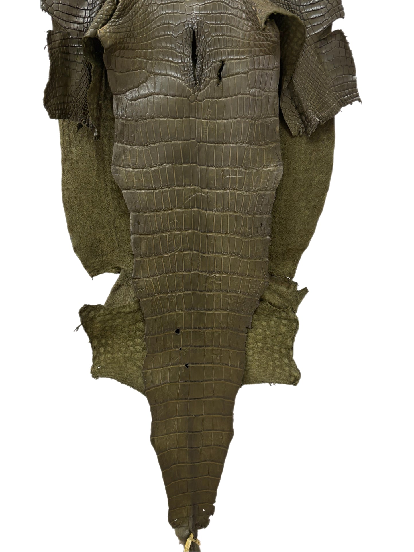 49 cm Grade 4/5 Olive Matte Wild American Alligator Leather - Tag: LA23-0000626