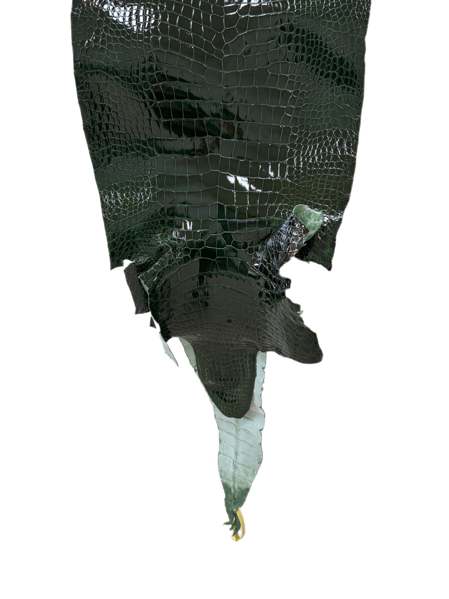 35 cm Grade 1/2 Forest Green Glazed Wild American Alligator Leather - Tag: LA16-0018005