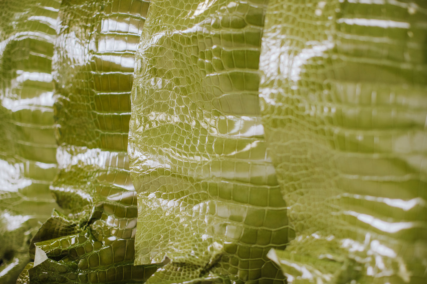 CLOSEOUT | 43-51 cm Muguet Glazed American Alligator Leather