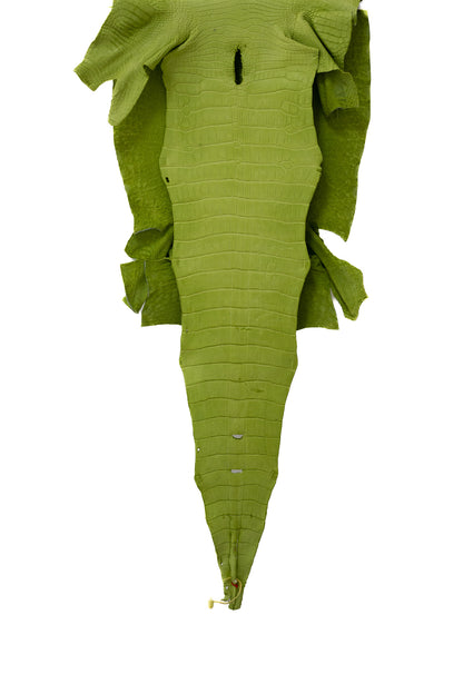 50 cm Grade 3/4 Chartreuse Matte Wild American Alligator Leather - Tag: LA19-0017779
