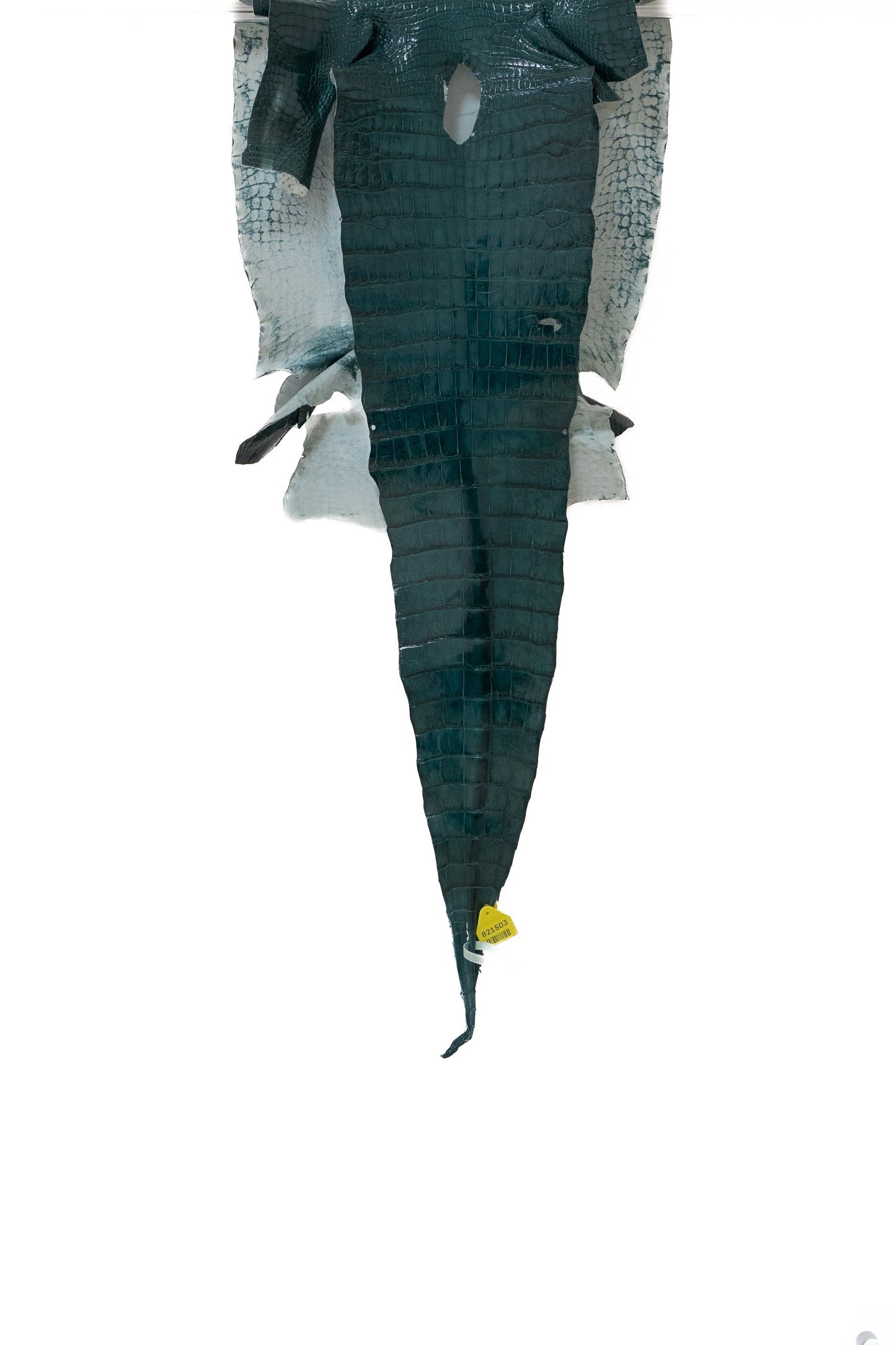 47 cm Grade 3/4 Nile Glazed Wild American Alligator Leather - Tag: LA14-0029376