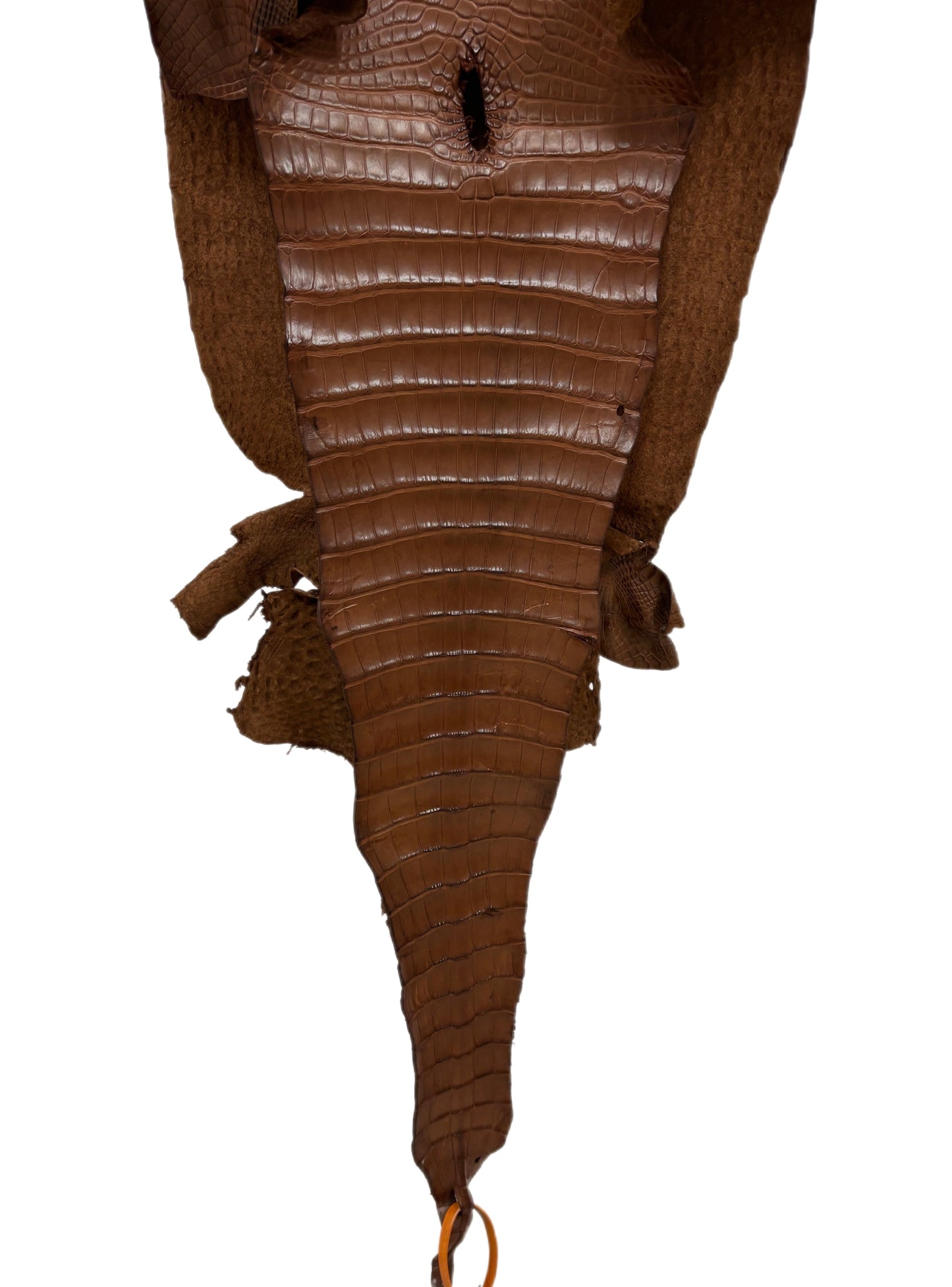 33 cm Grade 2/3 Cigar Matte Farm-Raised American Alligator Leather - Tag: FL17-0036486