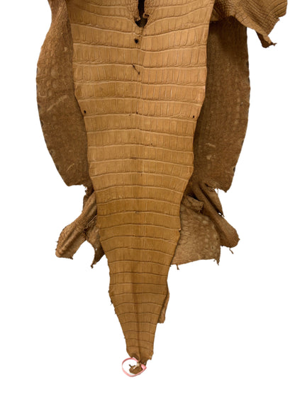 49 cm Grade 3/4 Antique Saddle Matte Wild American Alligator Leather - Tag: LA24-0011720
