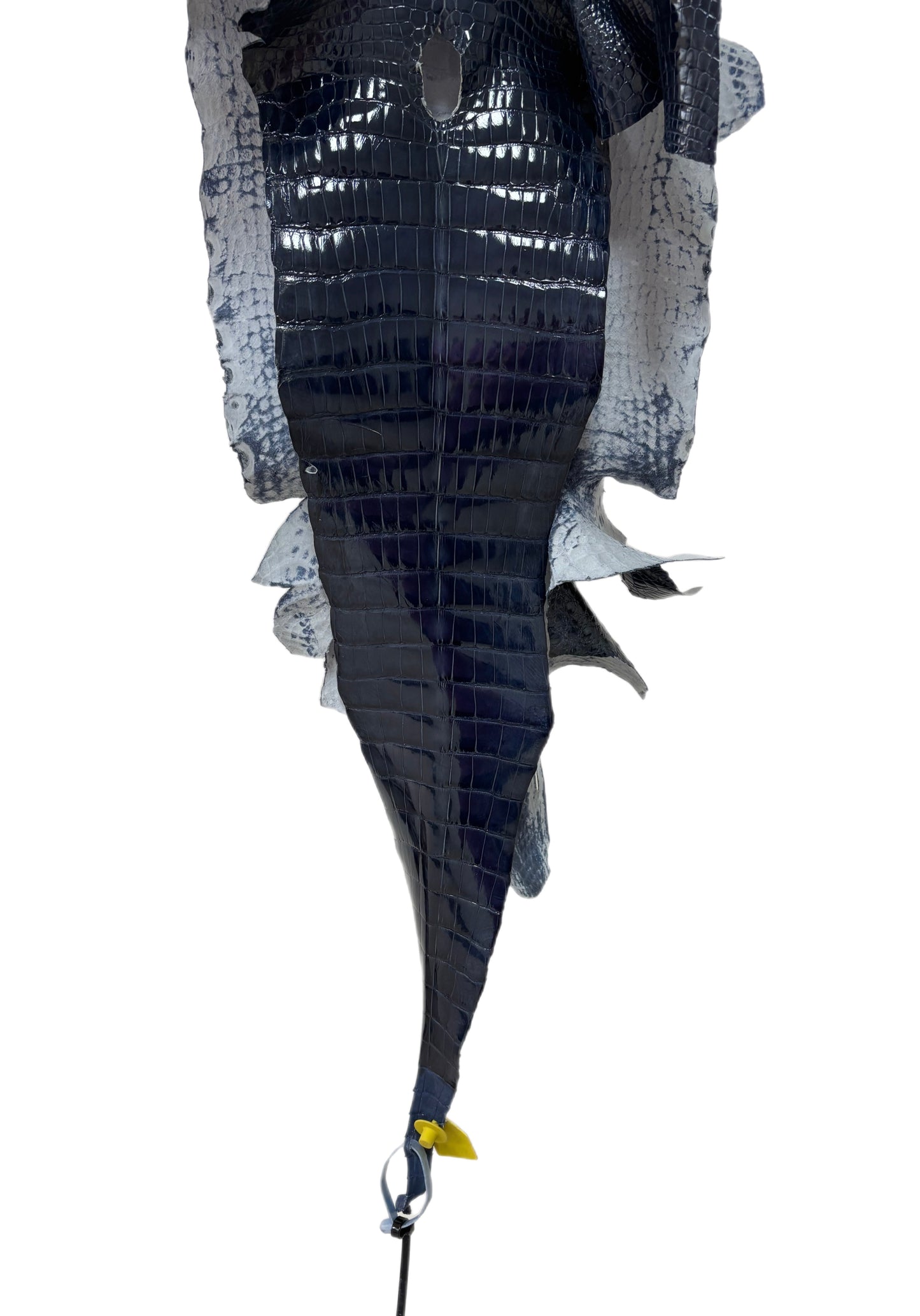 33 cm Grade 1/2 Navy Blue Glazed Wild American Alligator Leather - Tag: LA17-0038532