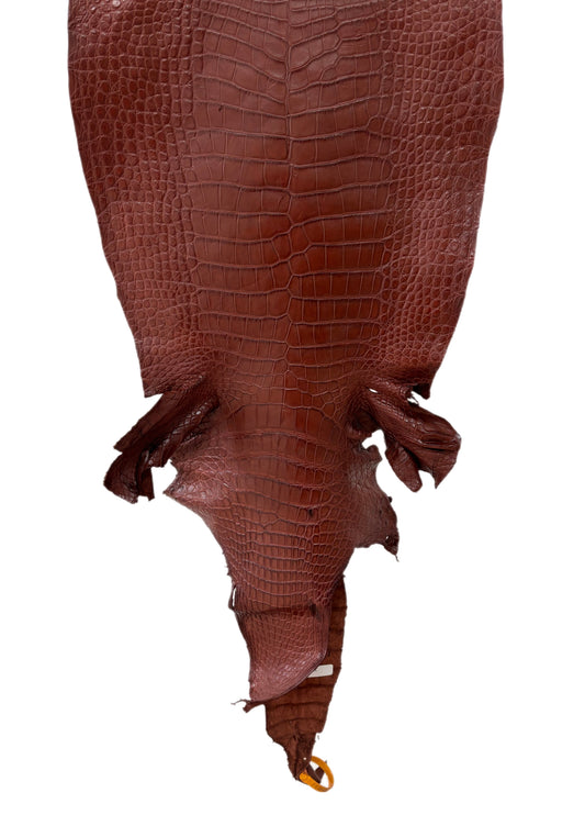 41 cm Grade 3/4 Italian Gold Matte Wild American Alligator Leather - Tag: LA25-0001666