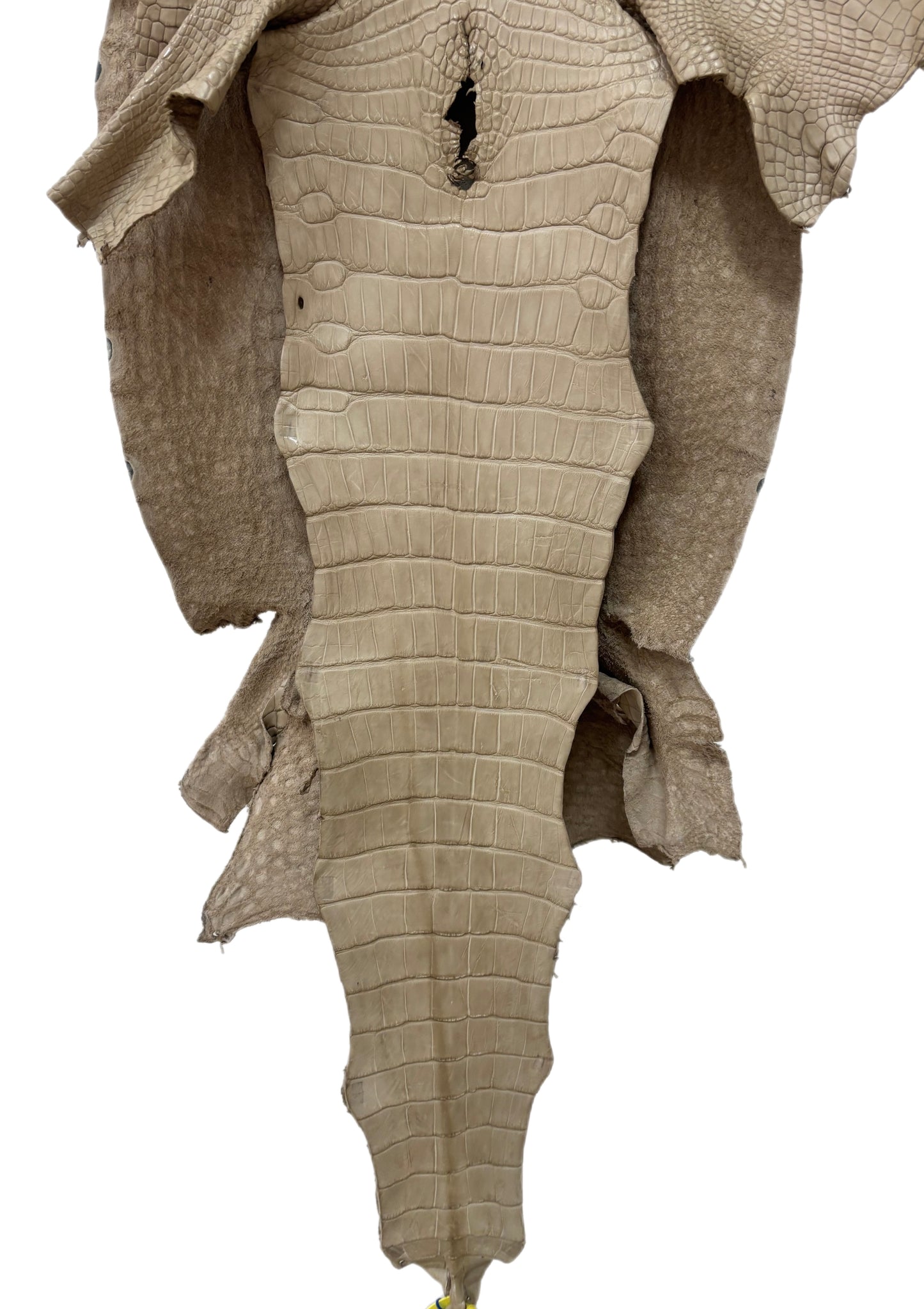45 cm Grade 2/3 Oatmeal Matte Wild American Alligator Leather - Tag: LA25-0012102