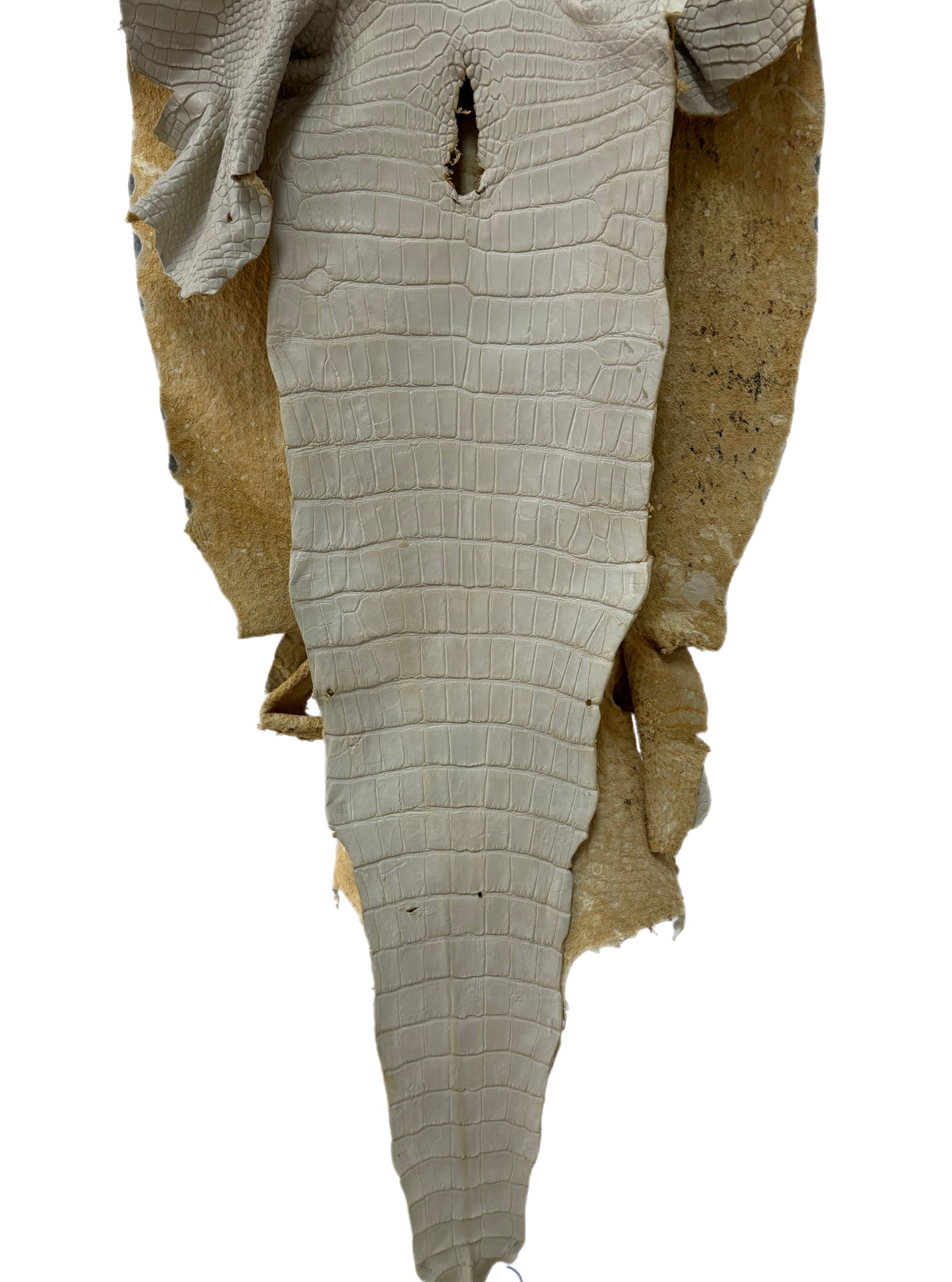 45 cm Grade 2/3 Dune Matte Wild American Alligator Leather - Tag: LA25-0009075