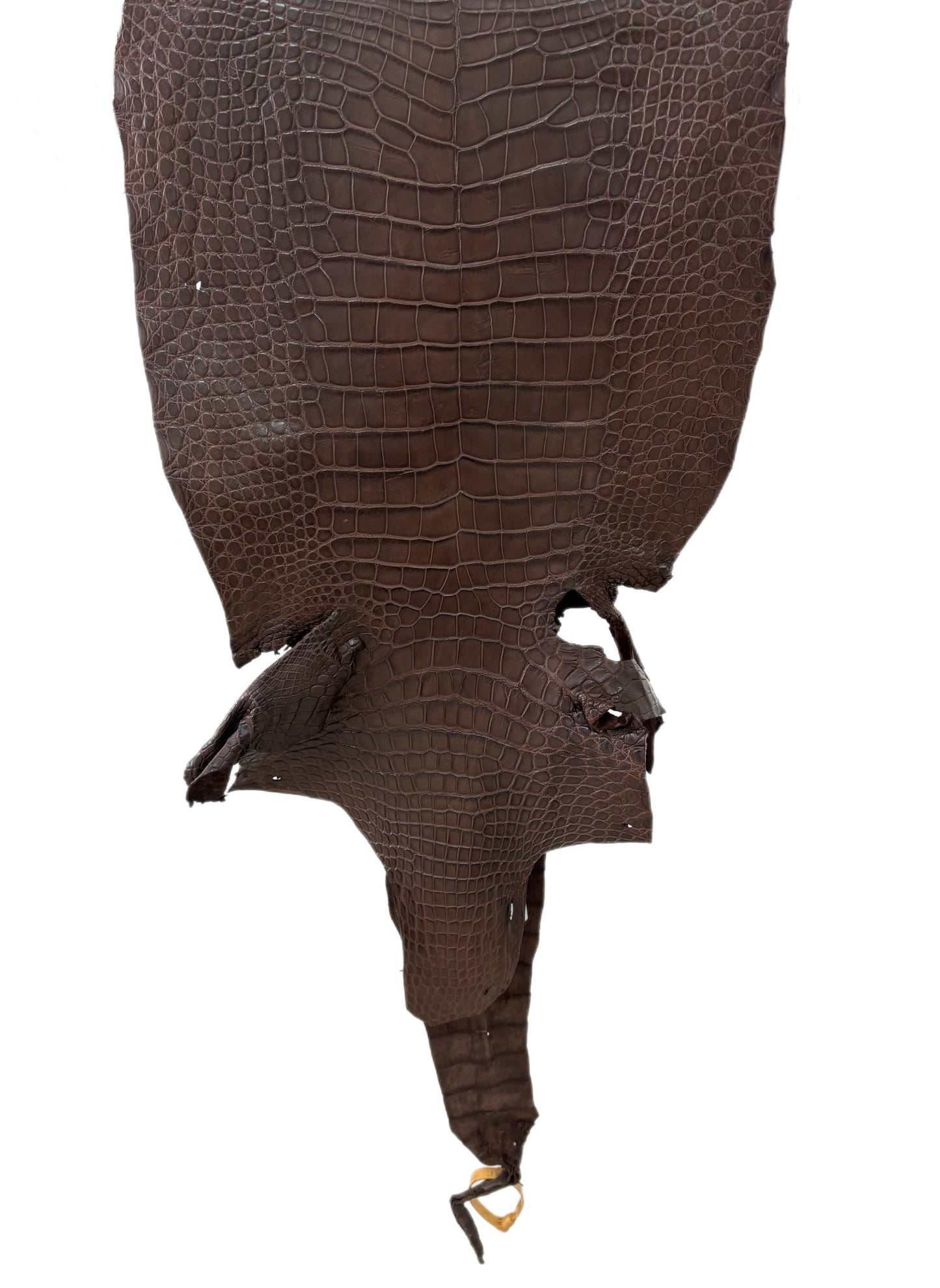39 cm Grade 3/4 Chocolate Matte Wild American Alligator Leather - Tag: LA23-0024507