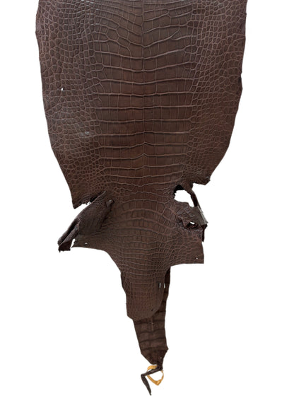 39 cm Grade 3/4 Chocolate Matte Wild American Alligator Leather - Tag: LA23-0024507