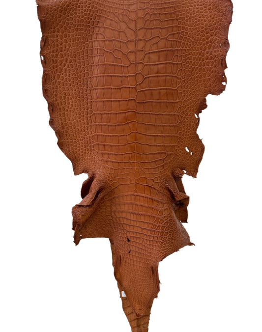 36 cm Grade 3/4 Cognac Matte Wild American Alligator Leather - Tag: LA23-0022116