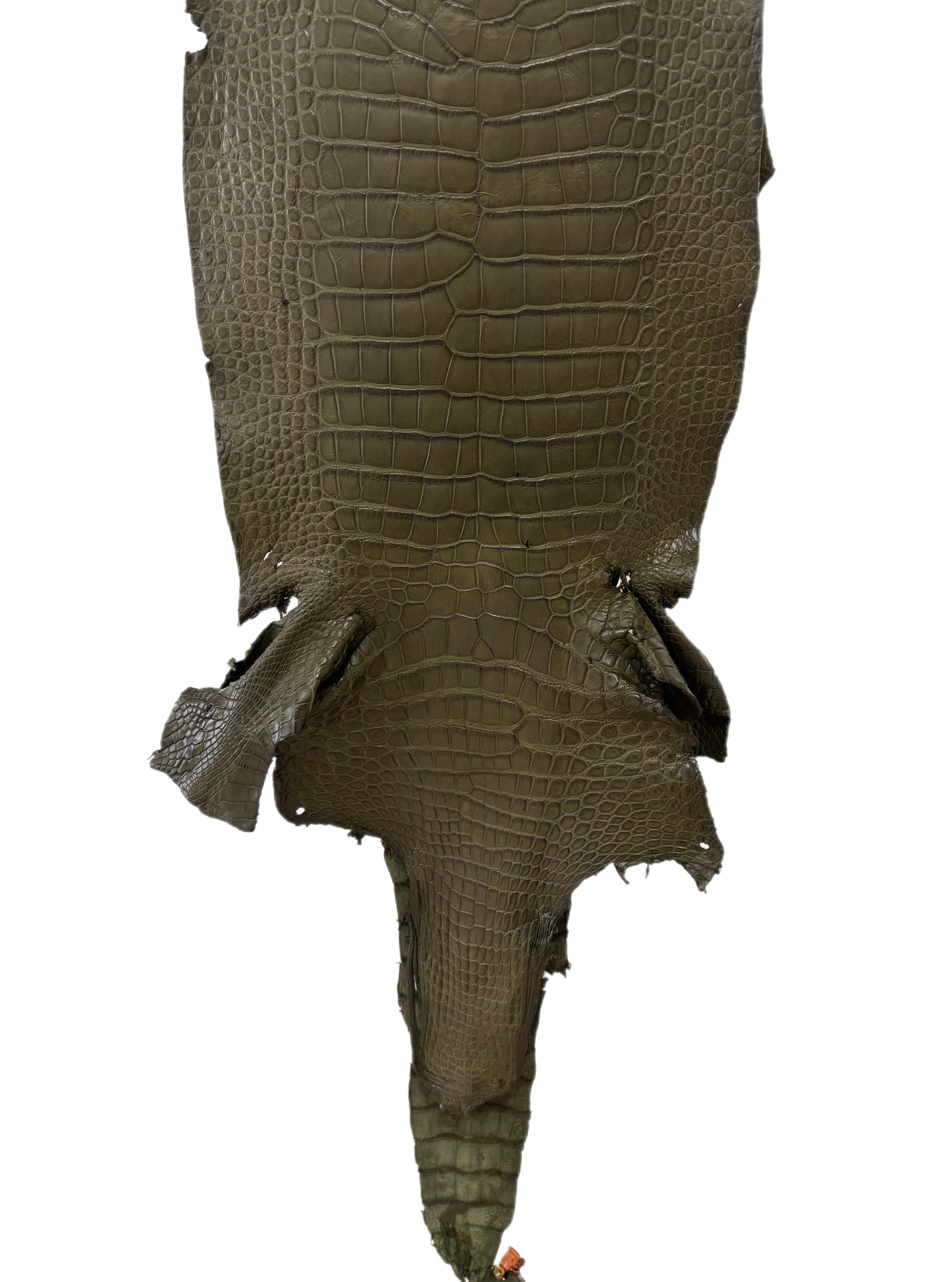 33 cm Grade 2/3 Olive Matte Wild American Alligator Leather - Tag: MS24-0000653