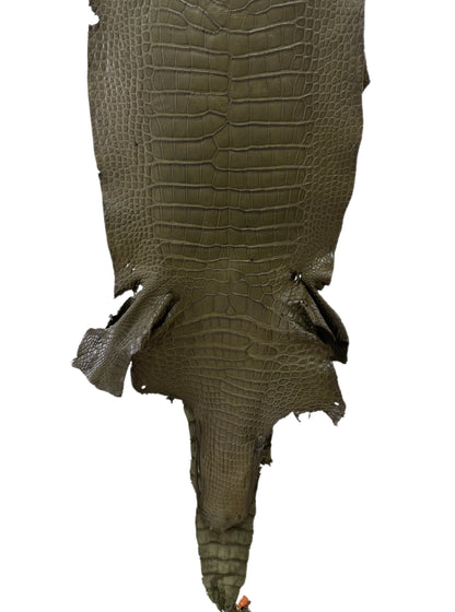 33 cm Grade 2/3 Olive Matte Wild American Alligator Leather - Tag: MS24-0000653