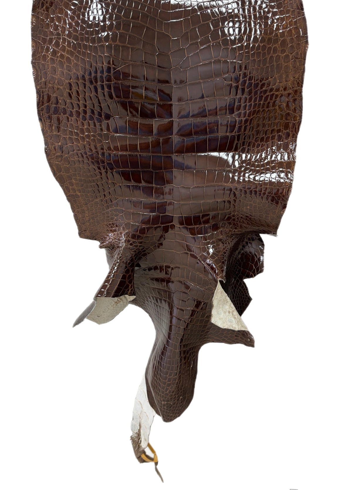 45 cm Grade 3/4 Brown Glazed Wild American Alligator Leather - Tag: LA23-0022227