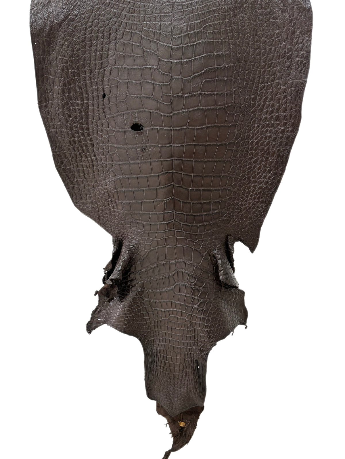 55 cm Grade 4/5 Dark Chocolate Matte Wild American Alligator Leather - Tag: LA23-0021659