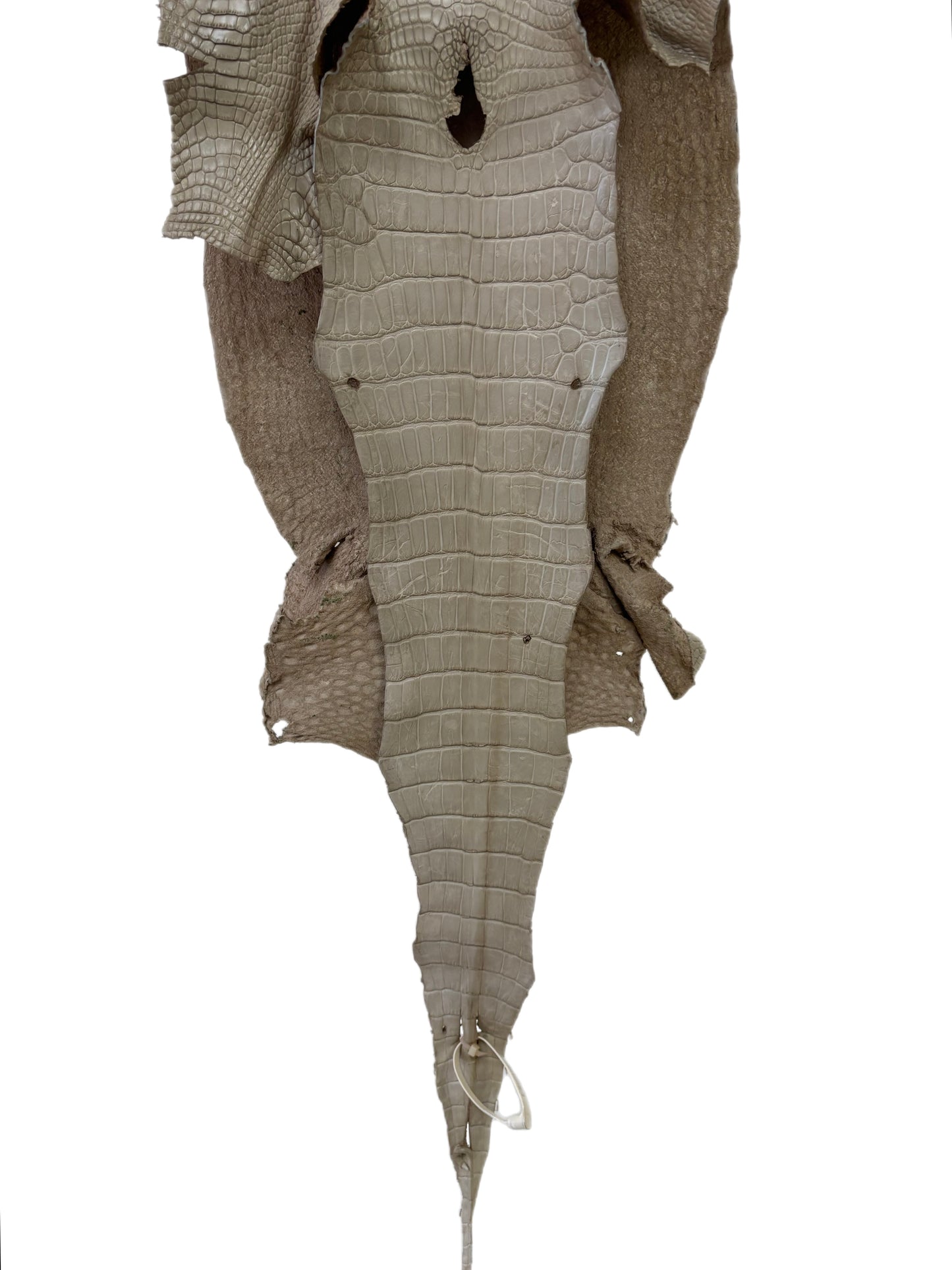 33 cm Grade 3/4 Stormy Matte Wild American Alligator Leather - Tag: LA23-0017686