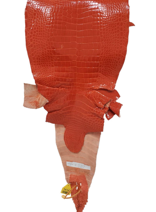 31 cm Grade 2/3 Mandarina Glazed Farm-Raised American Alligator Leather - Tag: GA13-0021011