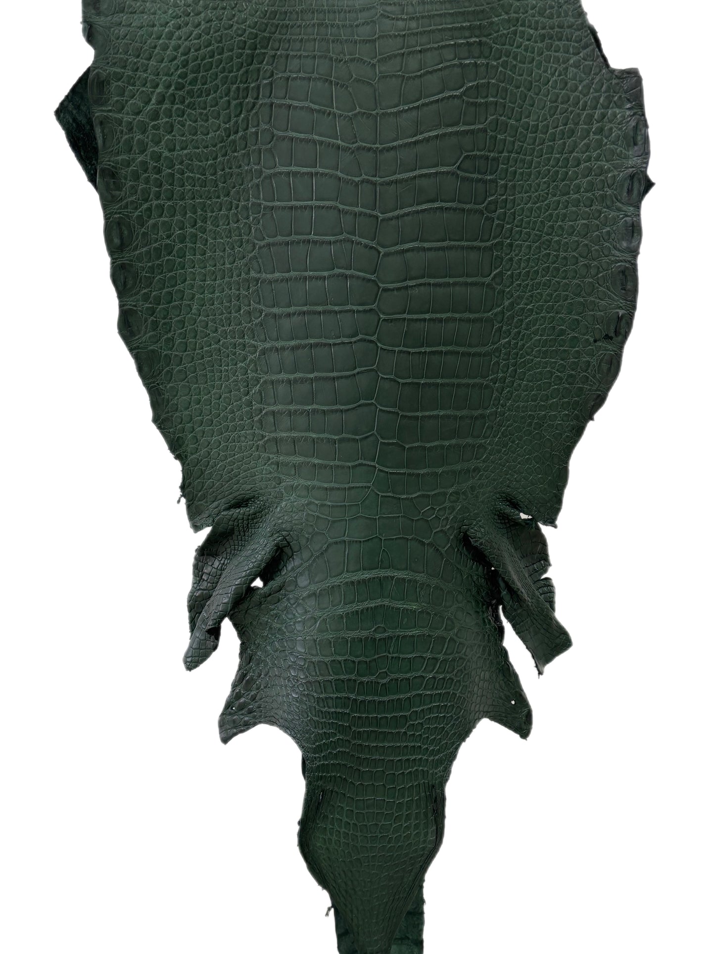 33 cm Grade 2/3 Forest Green Matte Wild American Alligator Leather - Tag: LA23-0050722