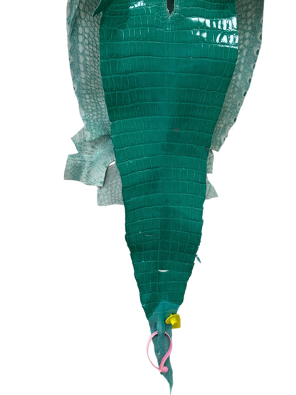 29 cm Grade 3/4 Tiffany Blue Glazed Wild American Alligator Leather - Tag: FL14-0003637