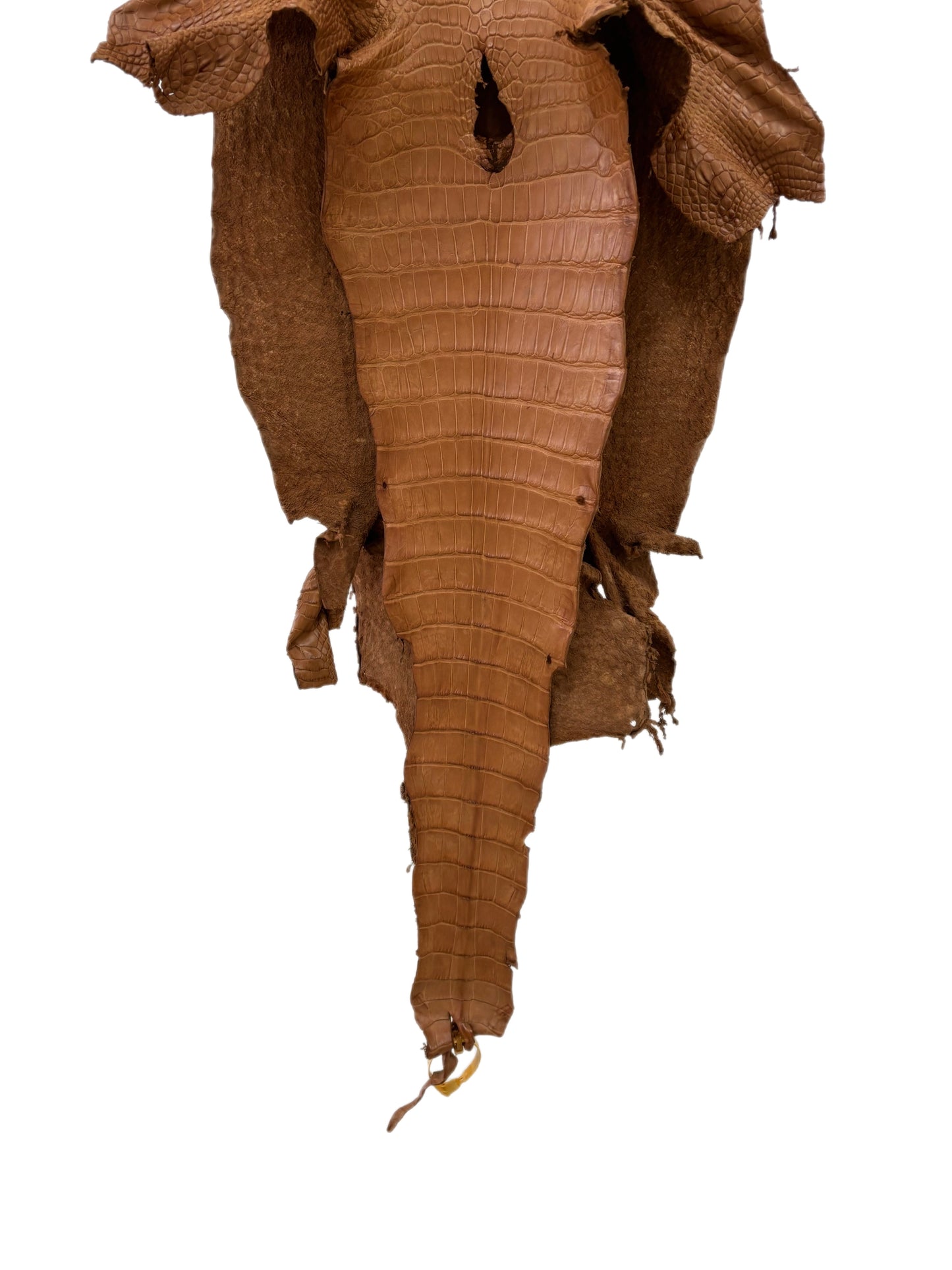 36 cm Grade 2/3 Almond Matte Wild American Alligator Leather - Tag: LA23-0024151