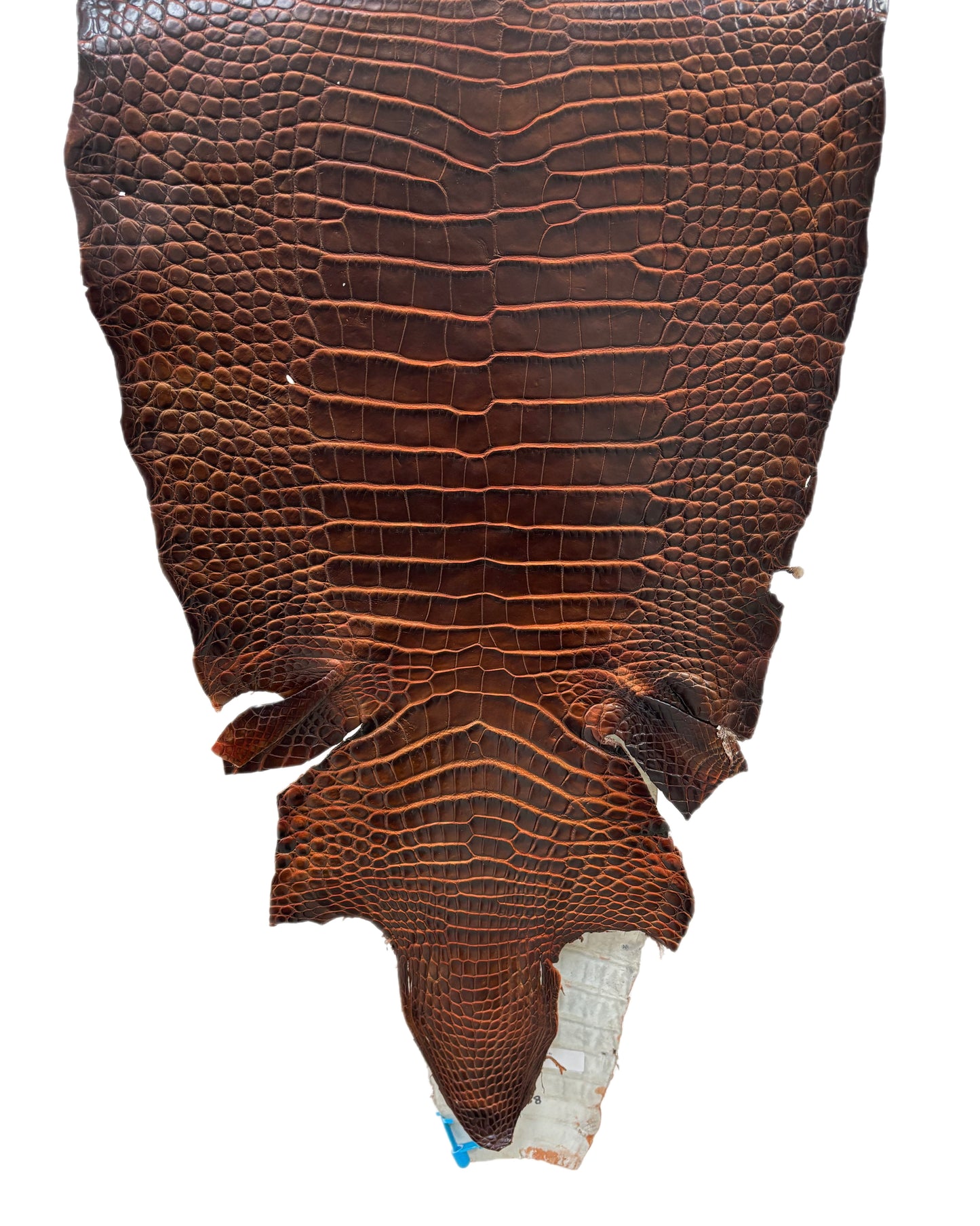 39 cm Grade 1/2 Sienna Desert Wild American Alligator Leather - Tag: ESRE-0050822