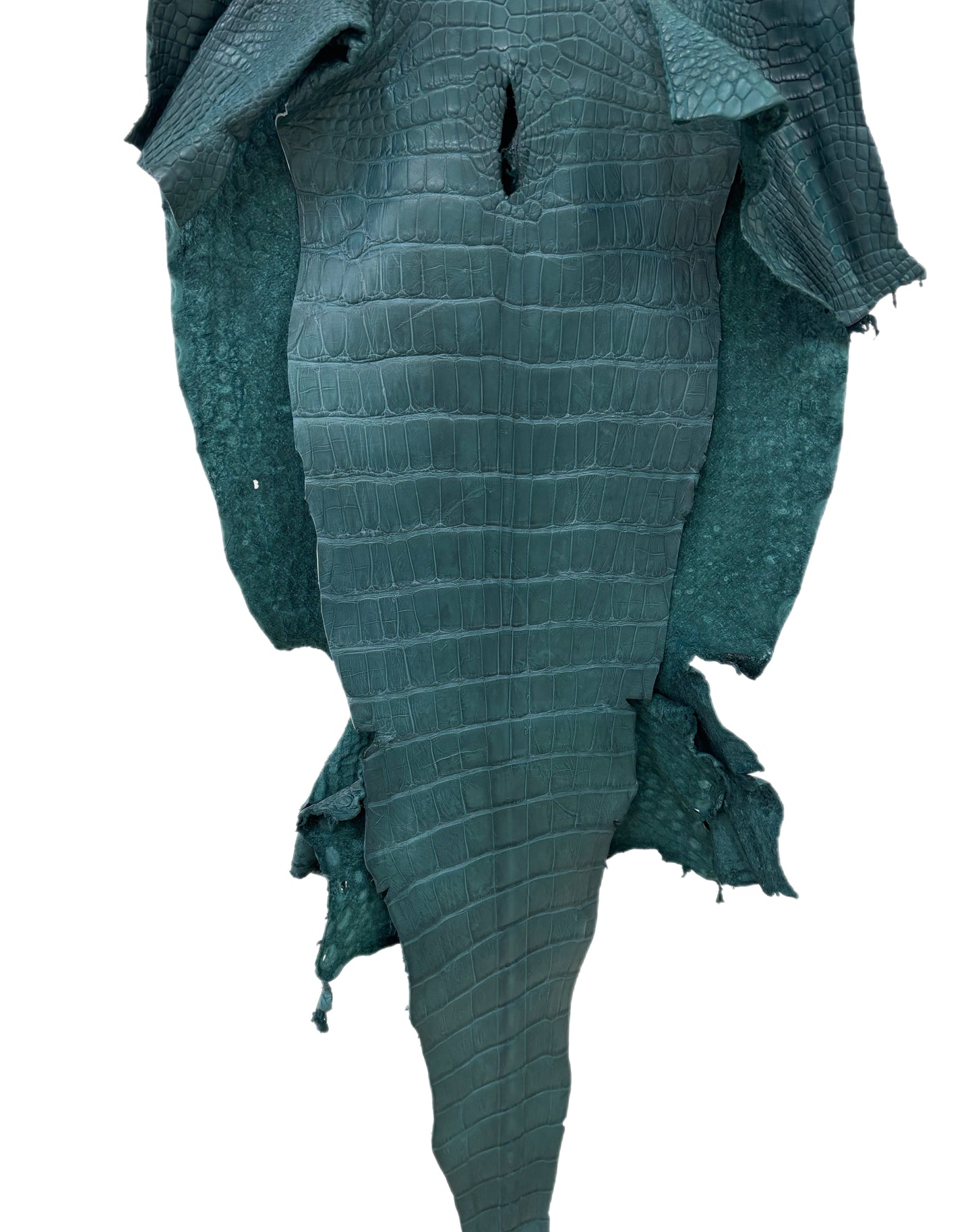 43 cm Grade 3/4 Teal Matte Wild American Alligator Leather - Tag: LA23-0023329