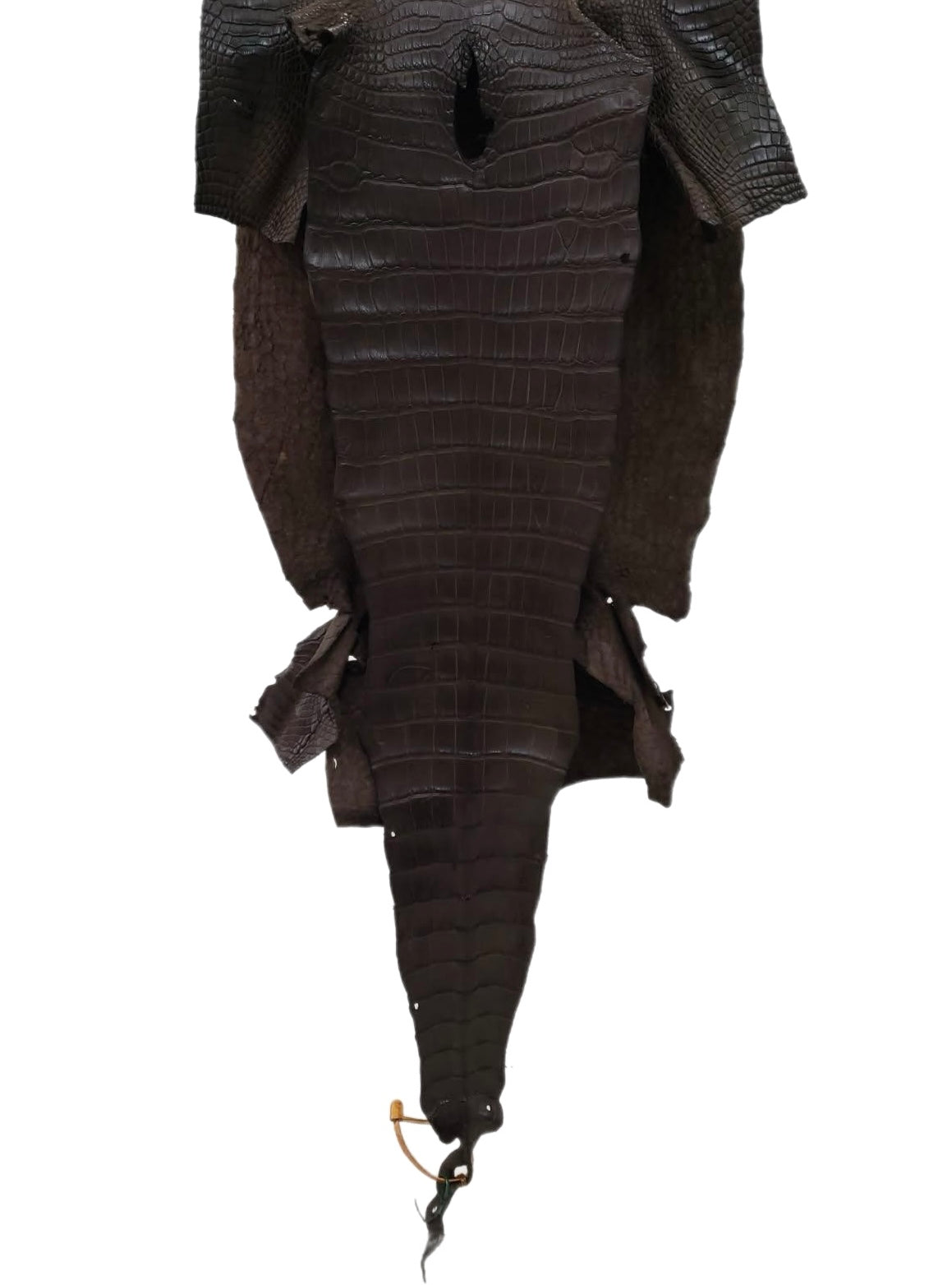 36 cm Grade 2/3 Kralle Brown Matte Wild American Alligator Leather - Tag: LA18-0033319