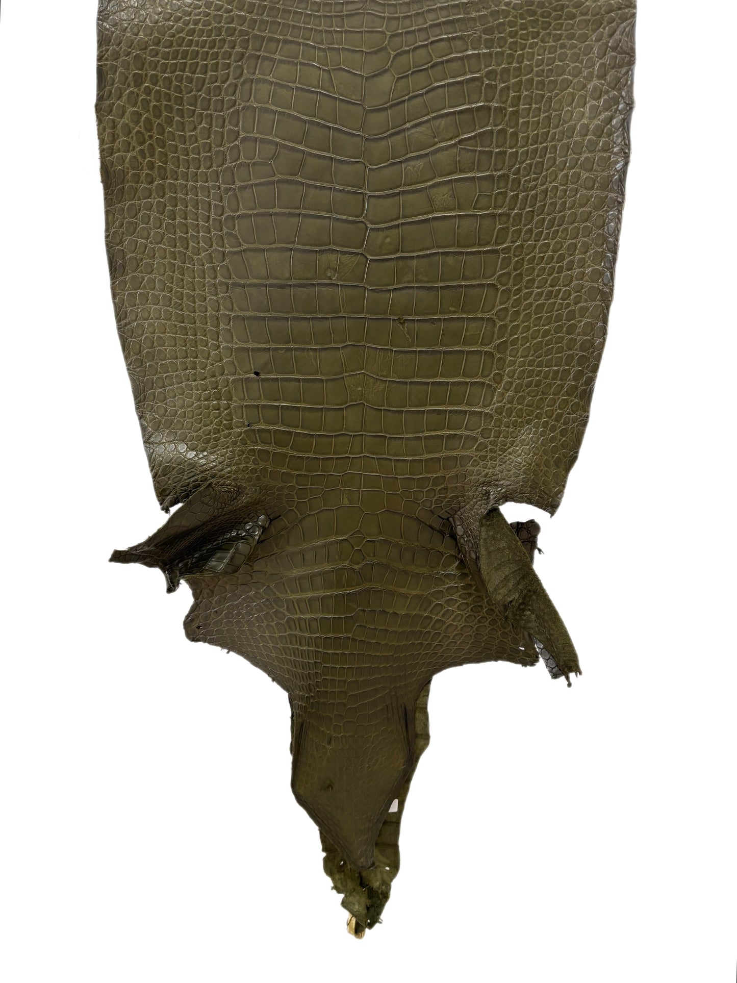 49 cm Grade 4/5 Olive Matte Wild American Alligator Leather - Tag: LA23-0000626