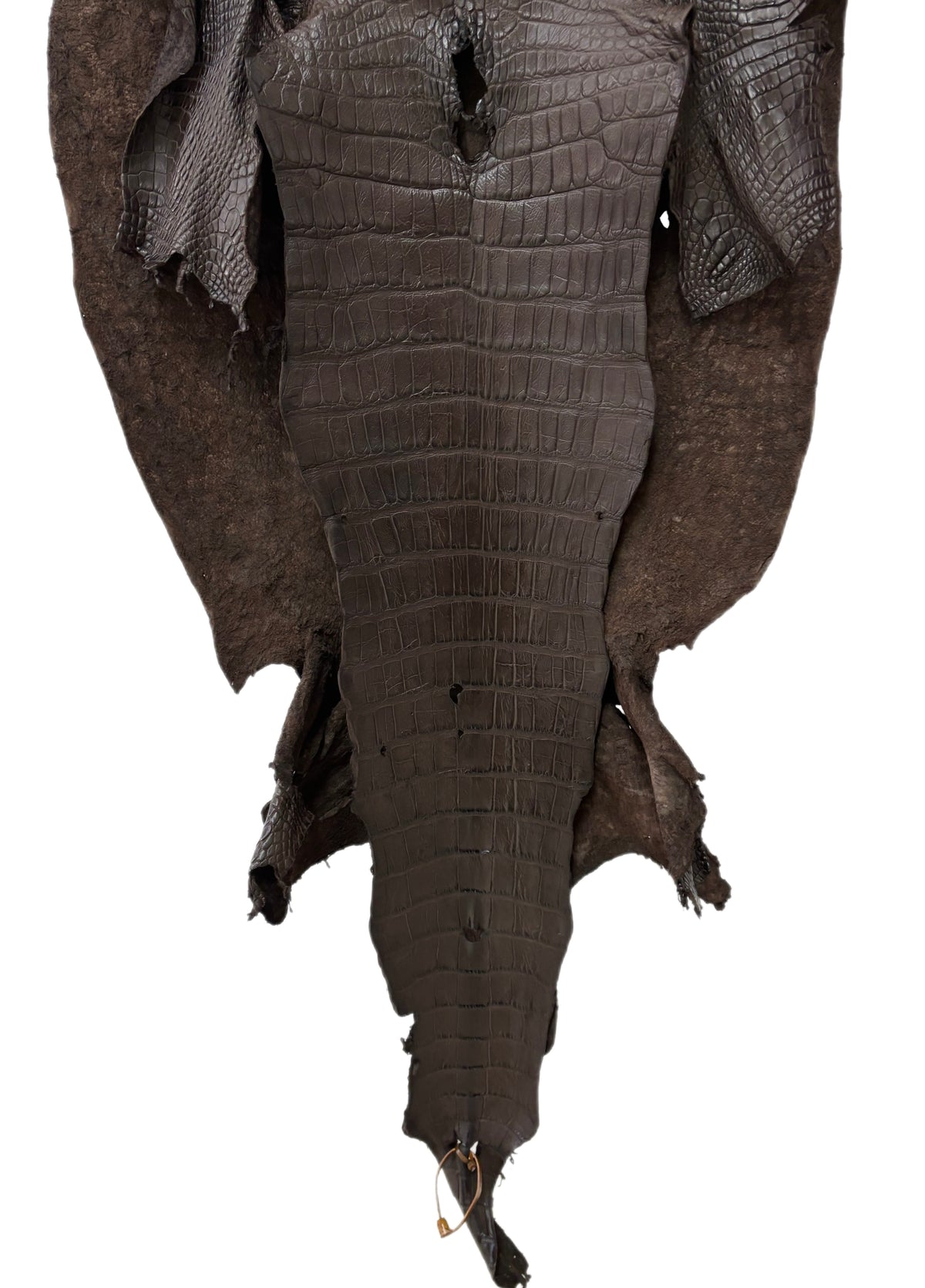 55 cm Grade 4/5 Dark Chocolate Matte Wild American Alligator Leather - Tag: LA23-0021659
