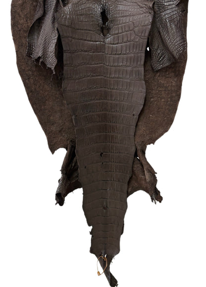55 cm Grade 4/5 Dark Chocolate Matte Wild American Alligator Leather - Tag: LA23-0021659