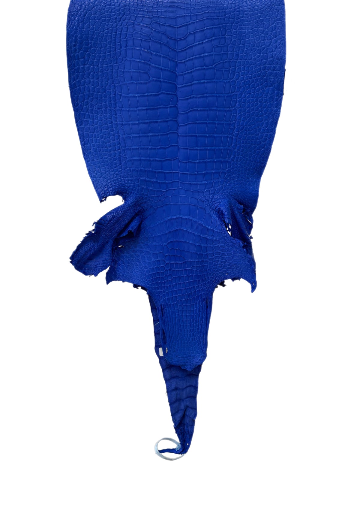 38 cm Grade 2/3 Royal Blue Matte Wild American Alligator Leather - Tag: LA23-0050907