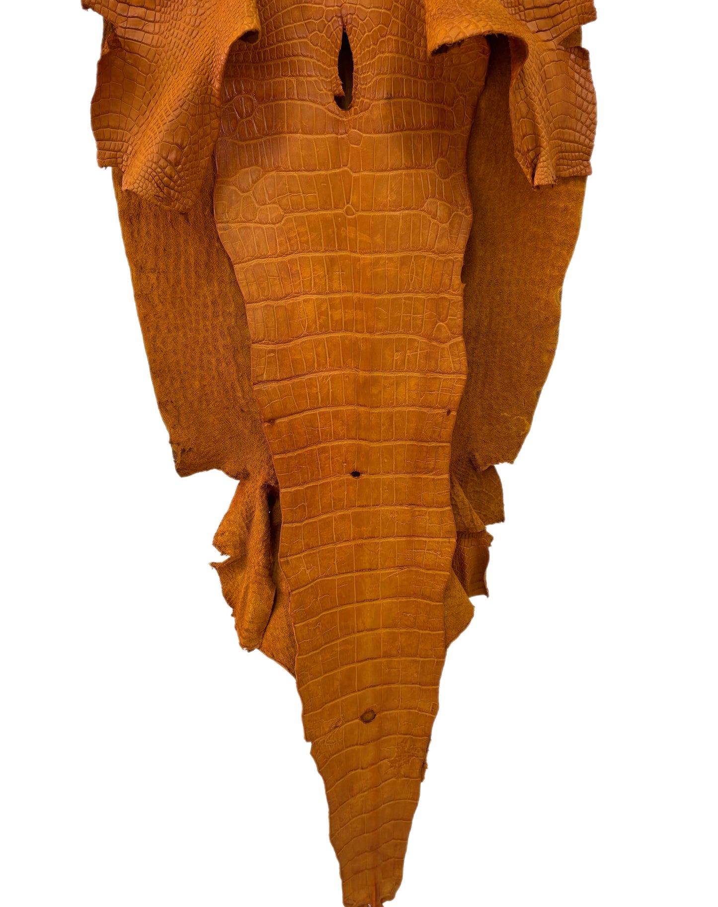 44 cm Grade 3/4 Buttercup Matte Wild American Alligator Leather - Tag: LA23-0030717