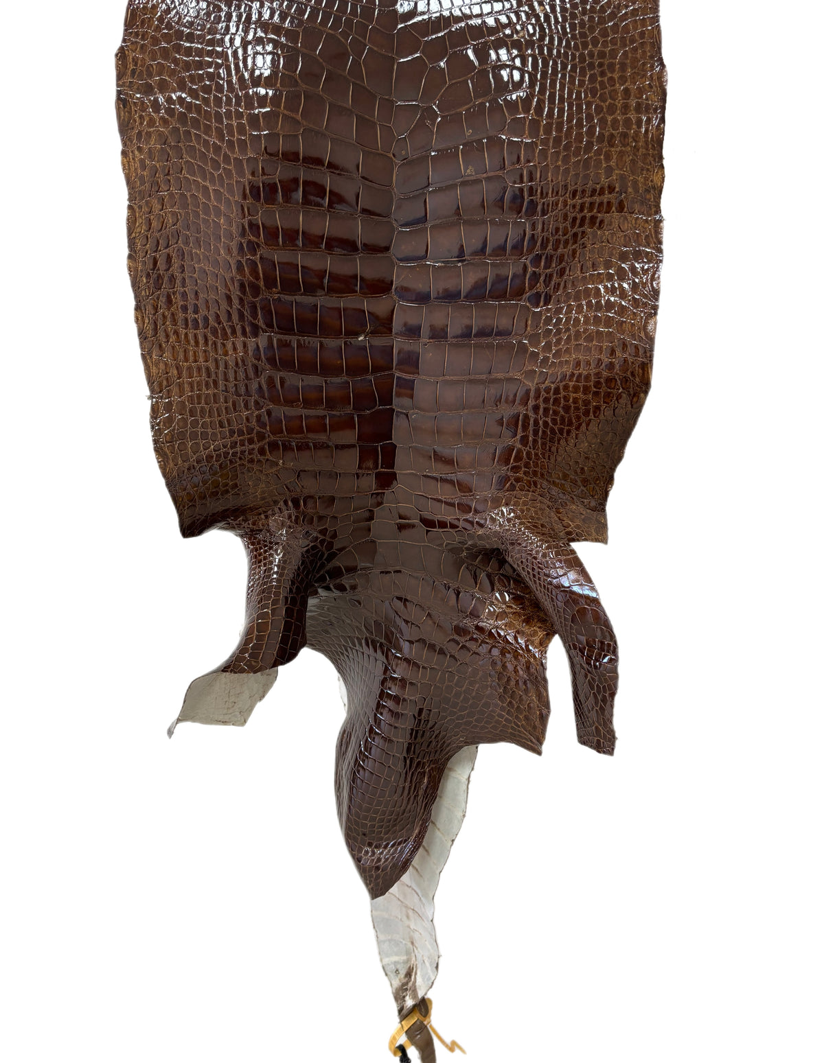 42 cm Grade 4/5 Brown Glazed Wild American Alligator Leather - Tag: LA23-0022214