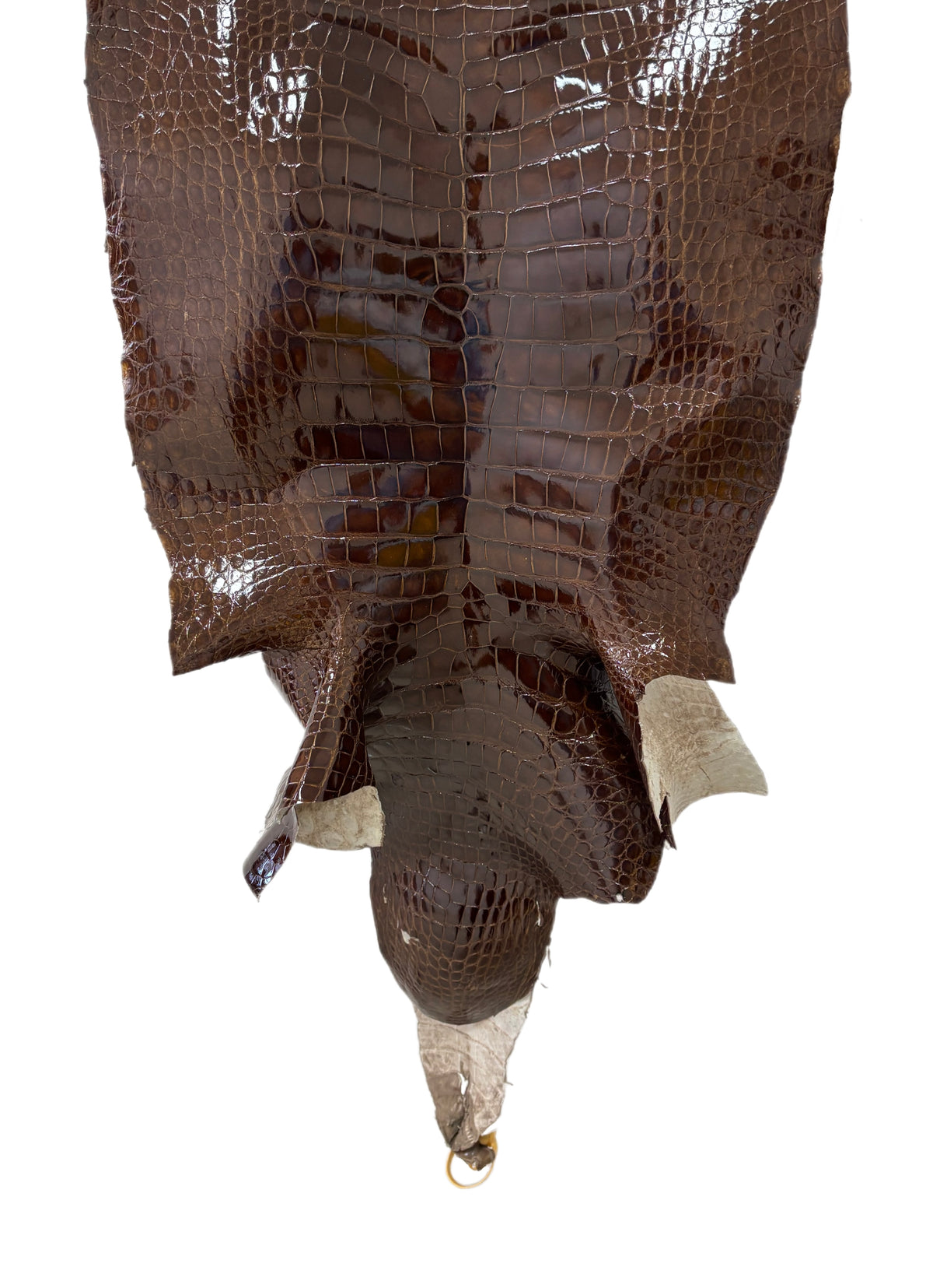 53 cm Grade 3/4 Brown Glazed Wild American Alligator Leather - Tag: LA23-0019760