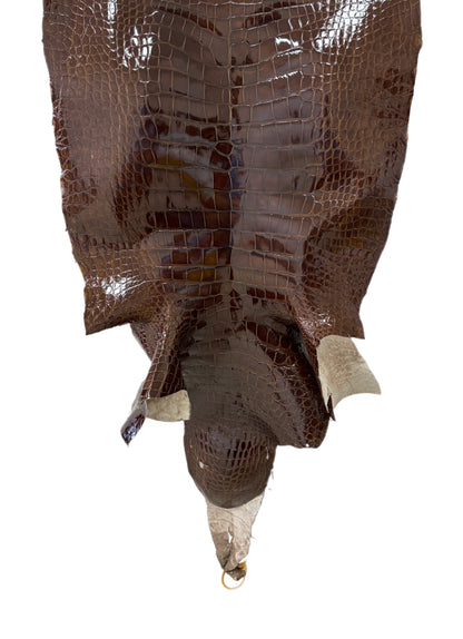 53 cm Grade 3/4 Brown Glazed Wild American Alligator Leather - Tag: LA23-0019760