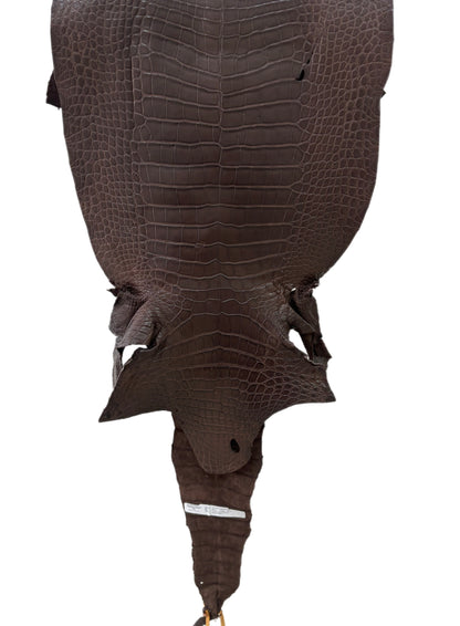 38 cm Grade 3/4 Chocolate Matte Wild American Alligator Leather - Tag: LA23-0027725