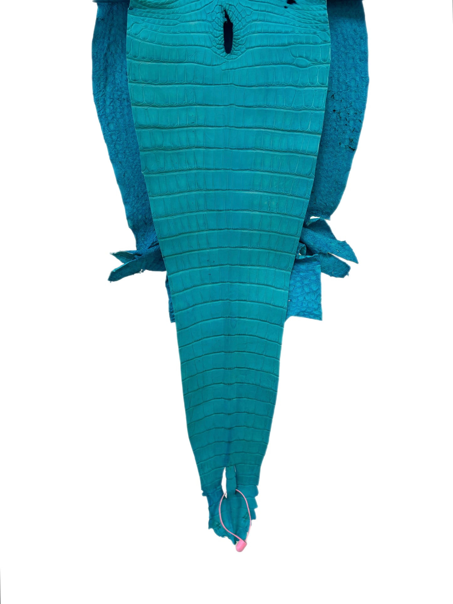 31 cm Grade 3/4 Turquoise Matte Farm-Raised American Alligator Leather - Tag: FL21-0024439